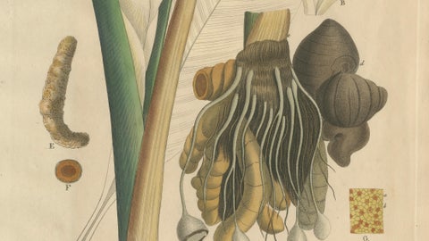 Antique Turmeric Botanical Print, Curcuma Longa, Hand Colored, c.1831, close-up 2
