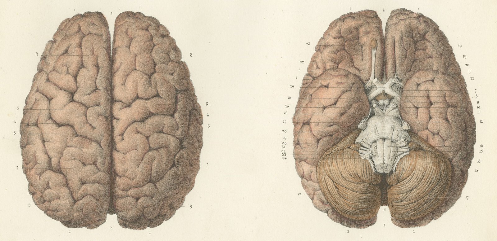 The Whole Brain from Above and Below, Antique Hirschfeld Anatomy Print, 1866