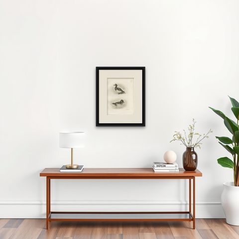 Diving Ducks: Greater Scaup & Tufted Duck, Medland Bird Print, 1909, shown framed on a wall