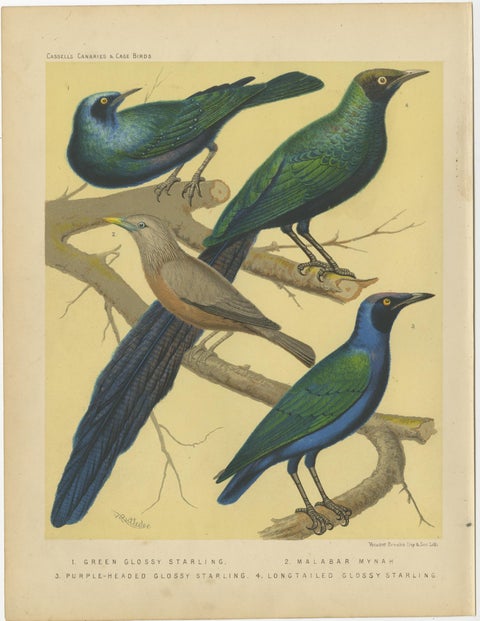 Antique Bird Print of the Emerald Starling, Chestnut-Tailed Starling and Others, view 2