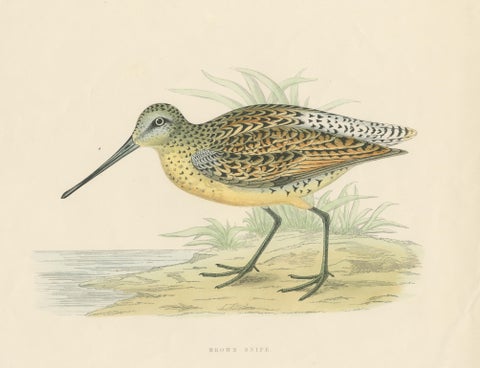 Original Antique Bird Print of a Brown Snipe, view 3