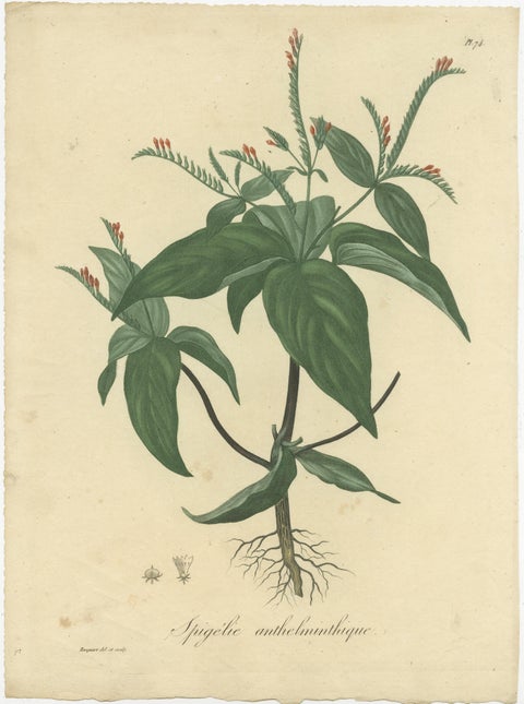 Floral Elegance of the Americas: A Botanical Print of a Spigelia Species, c.1821, view 2