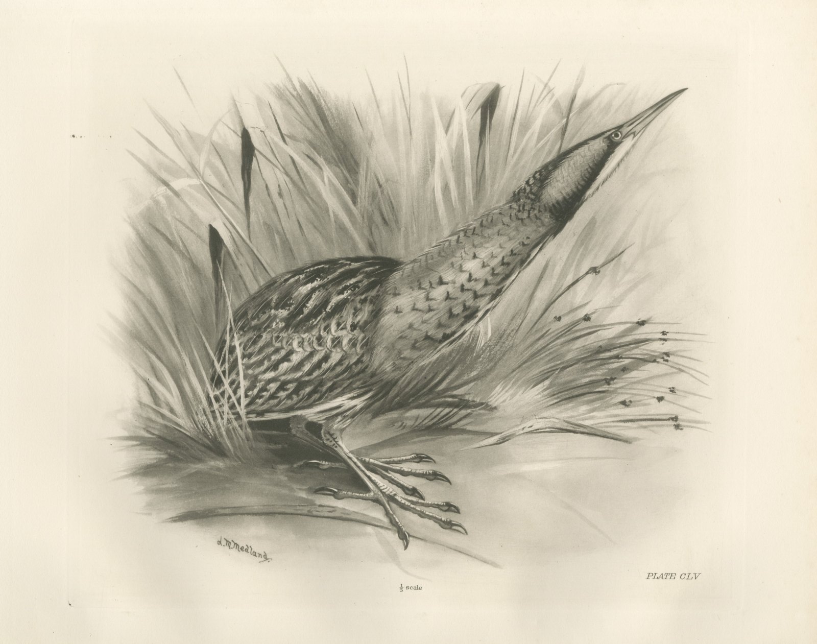 Bittern Stalking Through Reeds, Plate CLV after Lilian Medland, c. 1909