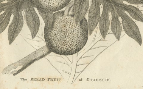 Antique Botanical Print of Breadfruit of Otaheite by Bryan Edwards, 1818, close-up 3