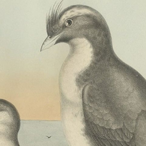 Spectacular Antique Bird Print of an Adult and Young Temminck's Auk, 1869, close-up 1