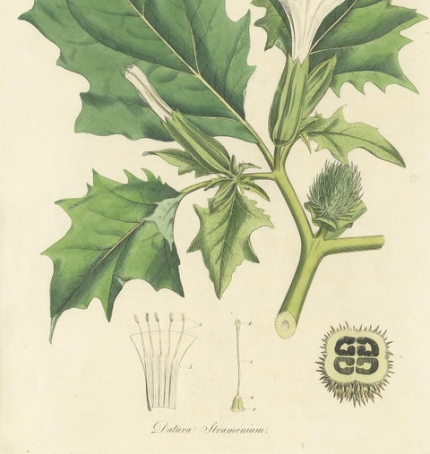 Antique Botany Print of Datura Stramonium by Curtis 'circa 1817', view 4