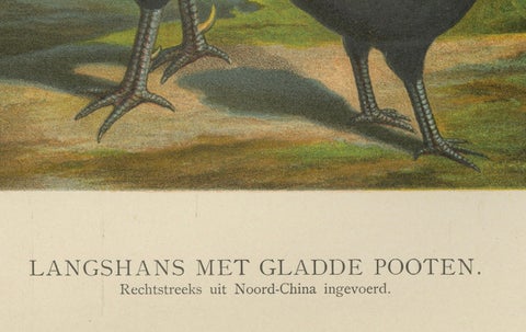 The Elegant Langshan - A Rare 19th Century Poultry Lithograph, close-up 1