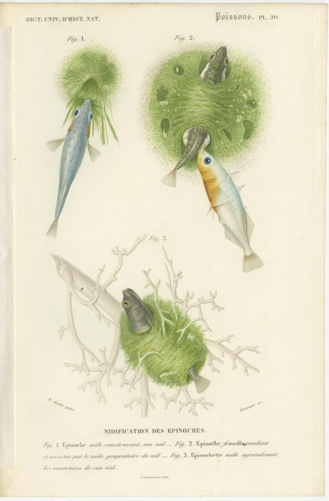 Antique Print of Stickleback Fishes, 1861, view 2