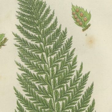 Holly Fern, Common Prickly Fern and Angular-leaved Prickly Fern, Triptych, 1873, close-up 1