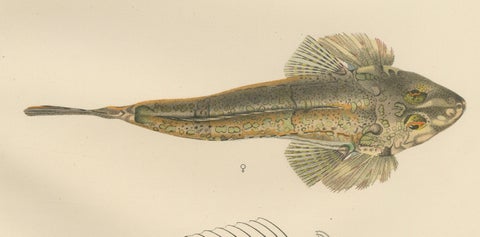 Common Dragonet - Graceful Hand-Coloured Scandinavian Fish Lithograph, 1895, close-up 3