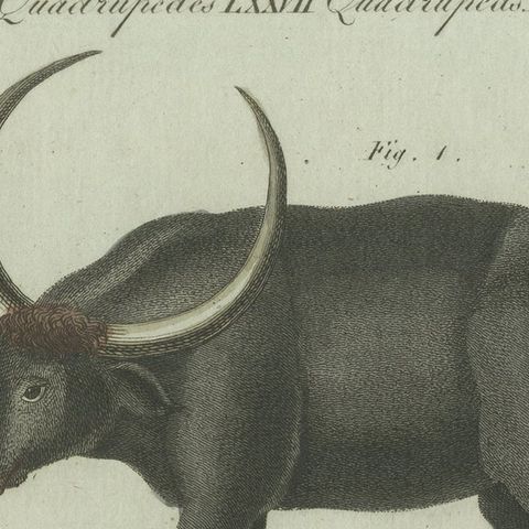 Antique Print of a Buffalo and Buffalo Skull, close-up 1