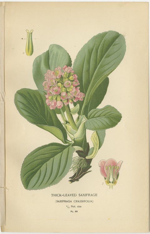 Botanical Prints: Creeping Sailor, London Pride and Thick-Leaved Saxifrage, 1897, view 4