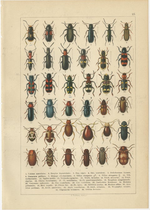 Antique Beetle Chromolithographs, European Coleoptera Plates, Calwer 1893, view 6