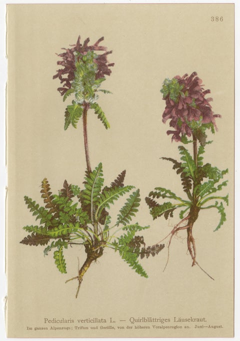 Eight Small Original Antique Pedicularis Wildflower Prints from the Alps, 1897, view 2