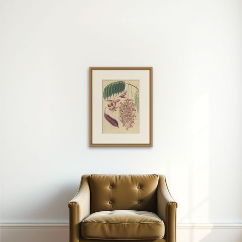 Antique Botany Print of the Amherstia Nobilis by Van Houtte, 1849, shown framed on a wall