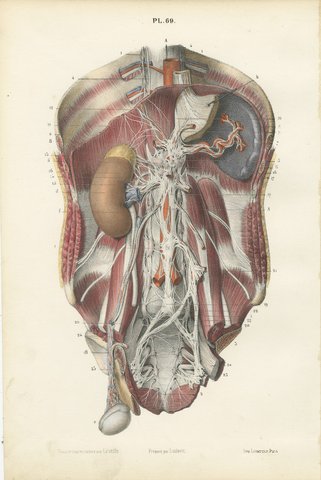 The Sympathetic Chain of the Abdomen, Antique Hirschfeld Anatomy Print, 1866, view 2