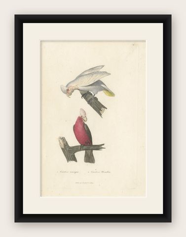 Handcoloured Copperplate Engraving of a Corella and Cockatoo or Galah, 1838, shown framed