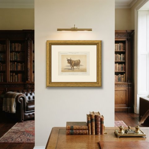 Baretonne Bull with Frontlet, French Cattle Chromolithograph, 1863, shown framed on a wall