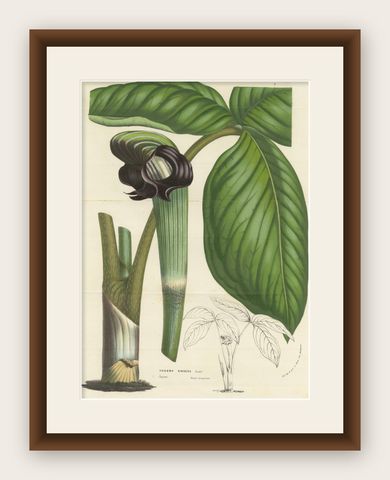 Cobra Lily: Hand-Colored Lithograph by Louis van Houtte, 1855, shown framed
