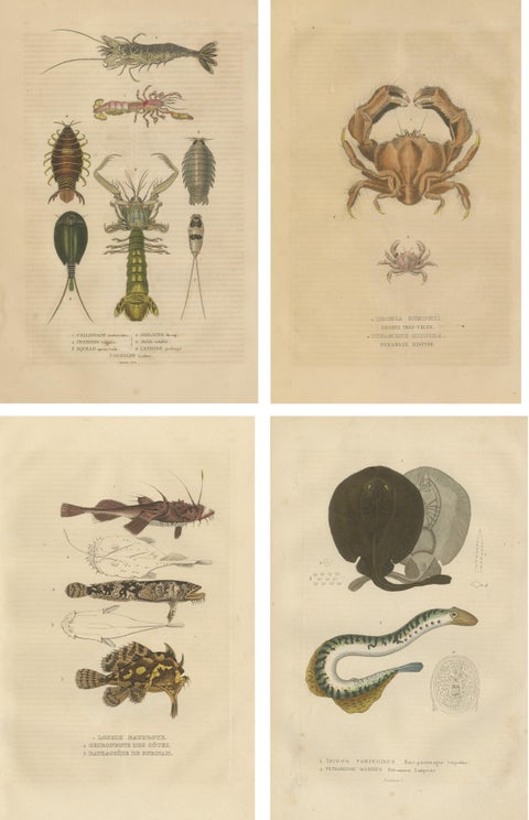 Antiquarian Handcolored Aquatic & Insect Engravings, 1845, view 2