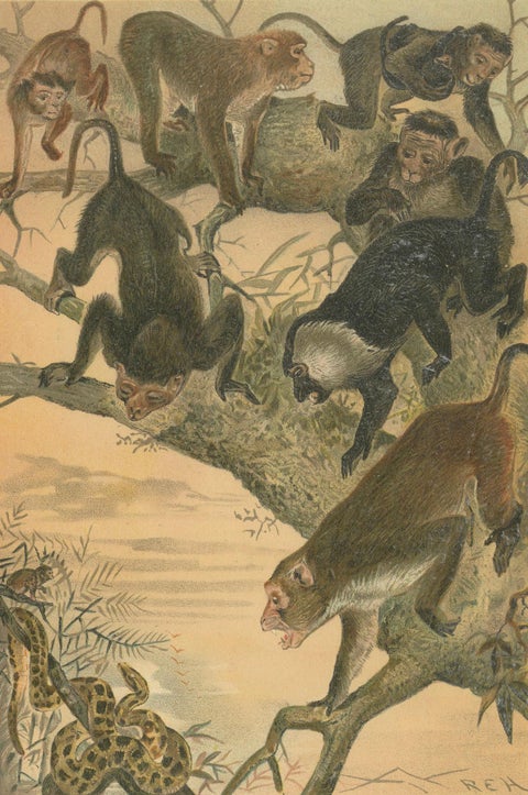 Macaques, Antique Monkey Print, Victorian Zoological Illustration, 1894, close-up 1