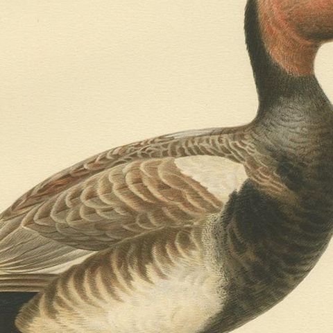 Antique Bird Print of the Red-Crested Pochard by Von Wright '1929', close-up 2