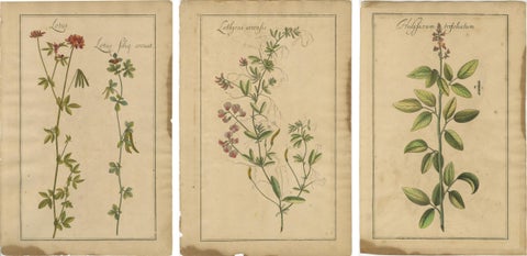 Rare Set of Botanical Engravings, Lotus, Lathyrus & Hedysarum, ca.1690, view 2