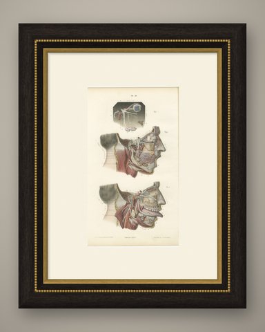 Deep Nerves of the Face and Parotid Region, Hirschfeld Anatomy Print, 1866, shown framed