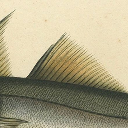 Antique Ichthyology Print, Haddock (L’Égrefin) from Gaimard Voyage, 1842, close-up 6