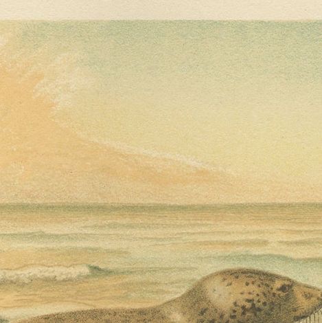 Leopard Seal, Antique Marine Mammal Chromolithograph, 1894, close-up 1