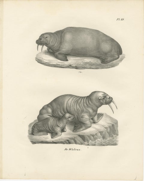 19th-Century Lithograph of Walruses in Arctic Habitat with Calf Illustration, view 2