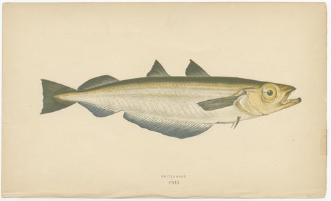 Antique Print of the Blue Whiting Fish by J. Couch, circa 1870, view 2