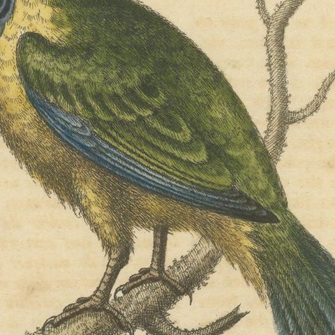 Antique Bird Print of the Brasilian Saw-Billed Roller, close-up 2