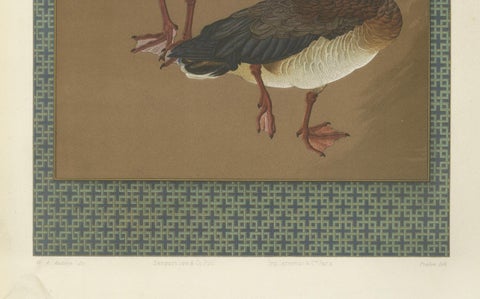 Japanese Geese in Calm Elegance: Antique Lithograph, 1880s, close-up 1