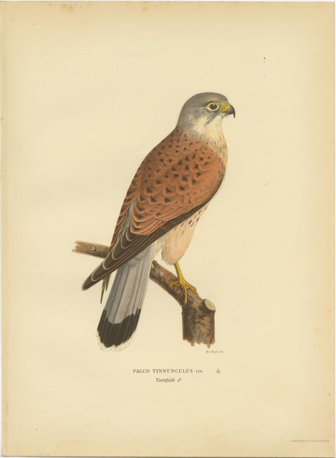Falco Tinnunculus Antique Bird Print, Common Kestrel, 1929 Edition, view 4