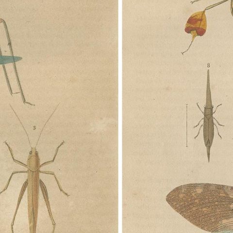 19th-Century Insectarium: A Glimpse into Orthoptera and Varied Insects, close-up 2