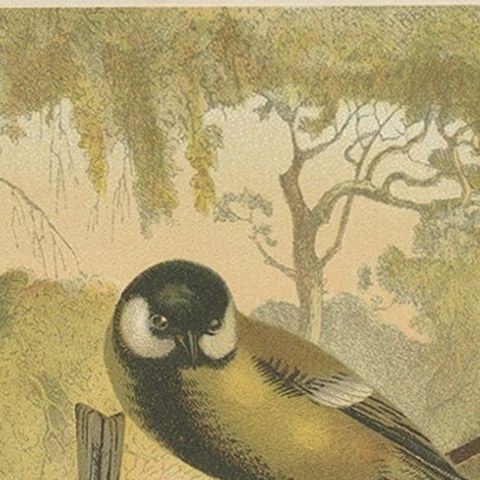 Antique Bird Print of Titmouses by American Lithographer Prang, 1898, close-up 1