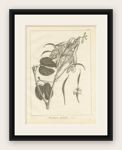 Antique Print of the Bauhinia Diphylla Plant by Symes, 1800, shown framed