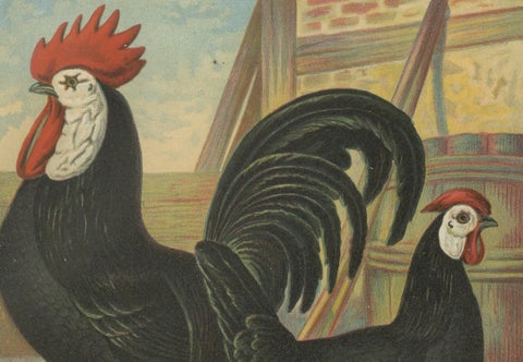 The Distinguished Spanish Chicken - A Rare 19th Century Poultry Lithograph, close-up 3