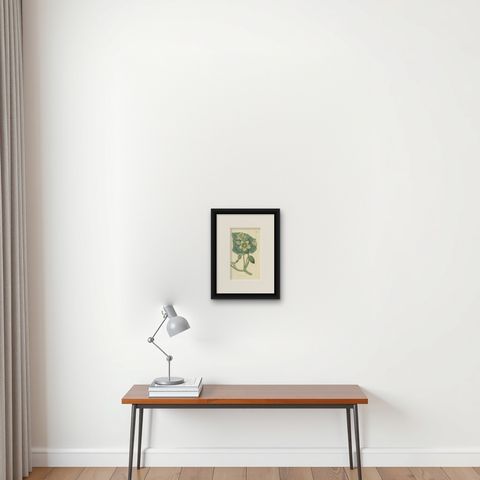 Antique Botany Print of Ecballium Elaterium by Curtis, 1817, shown framed on a wall