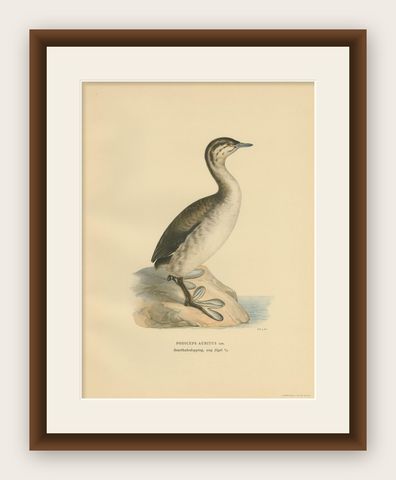 Antique Bird Print of a Young Horned Grebe by Von Wright '1929', shown framed