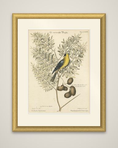 Bird Print of an American Goldfinch on a Branch Engraved and Hand-Colored, 1749, shown framed