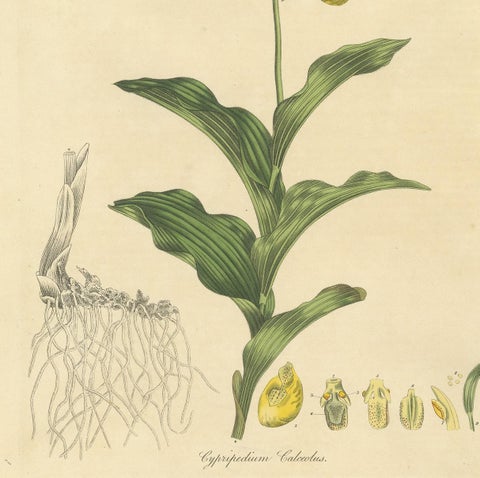 Antique Botany Print of Cypripedium Calceolus by Curtis, circa 1817, view 4