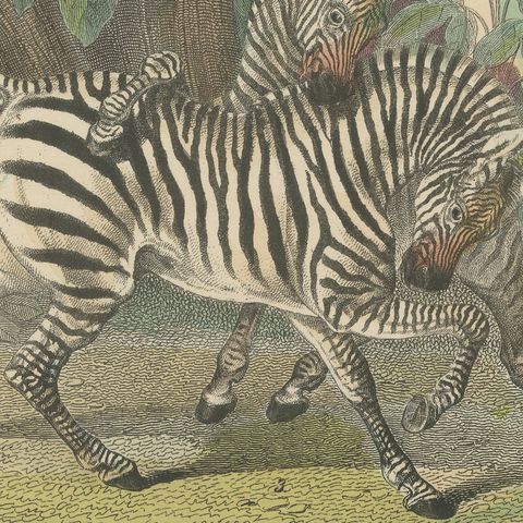 Antique Horse and Zebra Print with the Extinct Quagga, Kolb Mammals, circa 1890, close-up 1