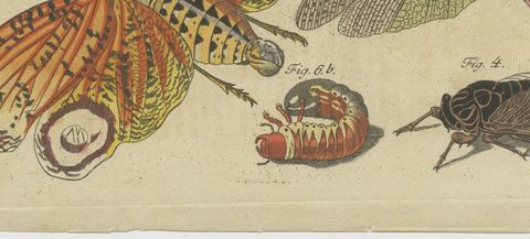 Hercules Beetle and Lantern Fly, Antique Bertuch Print, Vienna, circa 1805, close-up 2