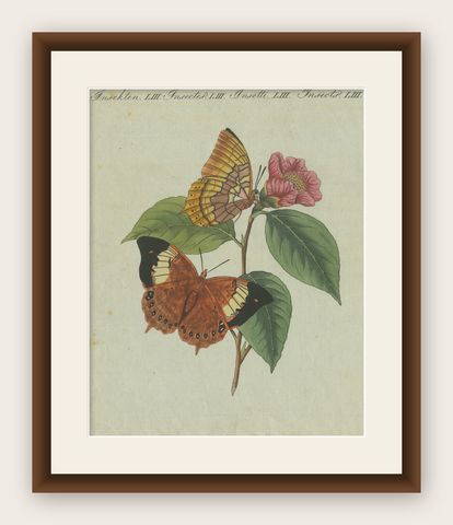 Original Antique Print of a Flower & Butterflies, Beautiful Hand Coloring, 1800, shown framed