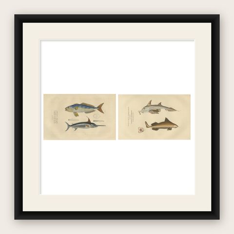 Marine Majesty: Swordfish & Sealife Engravings in Old Handcoloring, 1845, shown framed