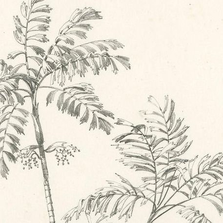 Antique Botany Print of Palm Species by Blume 'c.1840', close-up 1