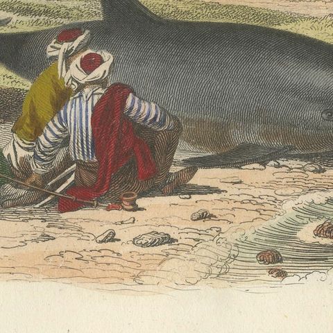 Le Dauphin Vulgaire (Common Dolphin), Hand-Colored Engraving, 1840, close-up 5