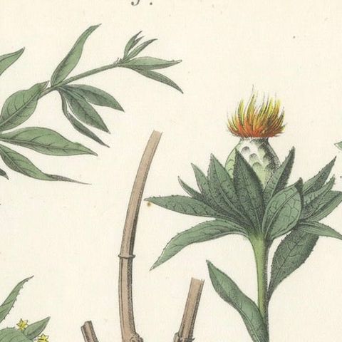 Hand-Colored Botanical Lithograph of Madder and Safflower, 1854, close-up 3